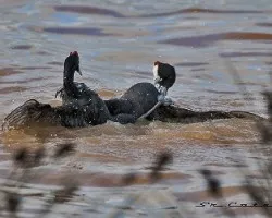 Focha Cornuda-Moruna-Fulica cristata