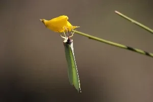 Gonepteryx rhamni