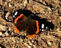Vanessa atalanta