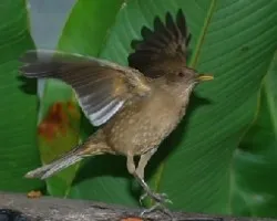 Turdus grayi