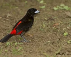 Ramphocelus passerinii