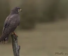 Rostrhamus sociabilis