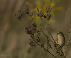 Sporophila caerulescens