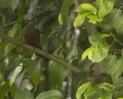 Melanerpes pucherani