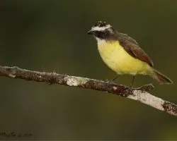 Conopias albovittatus