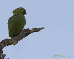 Amazona farinosa