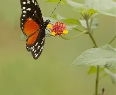 Heliconius hecale