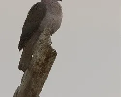 Patagioenas nigrirostris