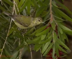 Oreothlypis peregrina