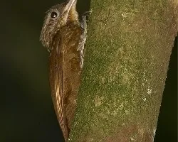 Xiphorhynchus susurrans