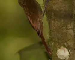 Glyphorynchus spirurus