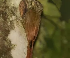 Lepidocolaptes affinis