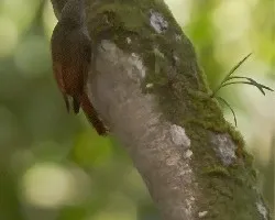 Sittasomus griseicapillus