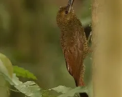 Dendrocolaptes sanctithomae