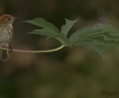 Myiophobus fasciatus