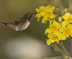 Selasphorus scintilla