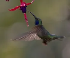 Colibri thalassinus