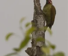 Colaptes rubiginosus