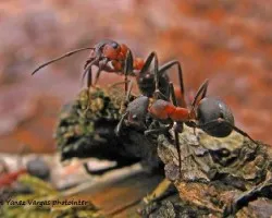 Formica rufa