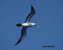 Gaviotas y pelícanos