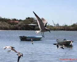 Gaviotas