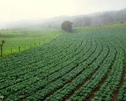 Cultivos cartagineses