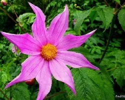 Dahlia sp