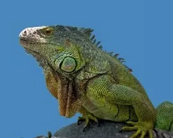 Iguana iguana