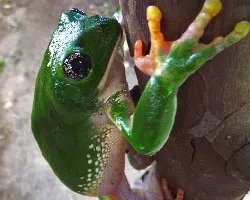 Pachymedusa dacnicolor