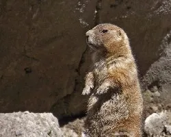 Cynomis ludovicianus