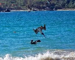 Pelícanos pescando 2