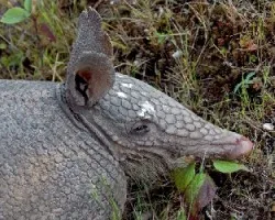 Dasypus novemcinctus