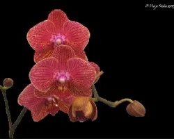 Phalaenopsis sp
