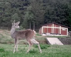 Odocoileus virginianus