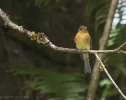 Mitrephanes phaeocercus