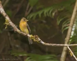 Mitrephanes phaeocercus