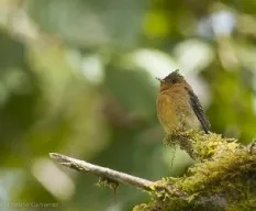 Mitrephanes phaeocercus