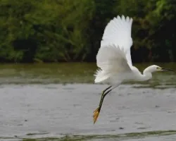 Egretta thula