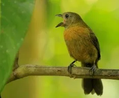 Ramphocelus passerinii