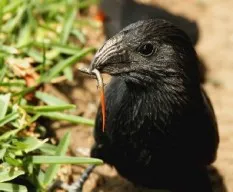Crotophaga sulcirostris