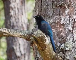 Cyanocorax melanocyaneus