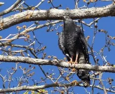 Geranospiza caerulescens
