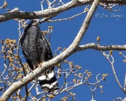 Geranospiza caerulescens