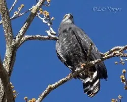 Geranospiza caerulescens