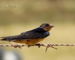 Hirundo rustica