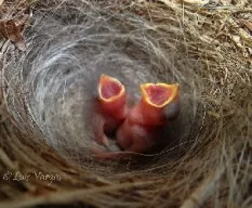 Zonotrichia capensis