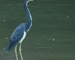 Egretta tricolor