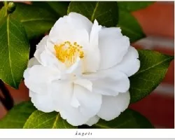 Camelia japónica