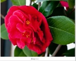 Camelia japónica