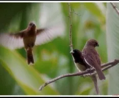 Sporophila nigricollis